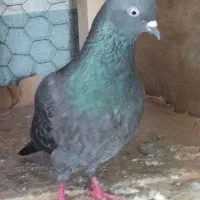 کبوتر بلند پرواز|پرنده|رودسر, |دیوار