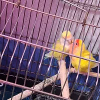 کوتوله مولد