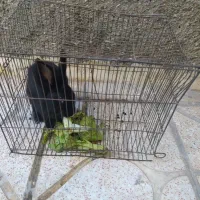 خرگوش سیاه