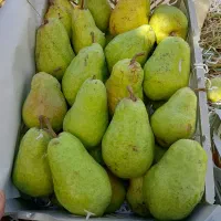 گلابی دوشز