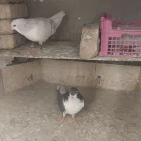 نروماده‌ساده‌هفترنگ|پرنده|کاشمر, |دیوار