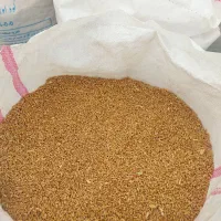 گندم خلیل بذری درجه یک