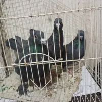 چهارتا کفتر نر دمسفید پلنگ کلاغ