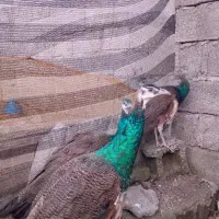 طاووس|پرنده|آستانه اشرفیه, |دیوار