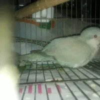 جفت راهب لوتینو.سبز پسته ای