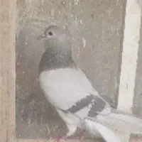 ماده نقری خرقه