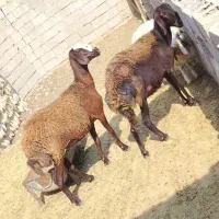 فروش دوتا شک ابستن افشاری و یک کاور نر تخمی کوردی