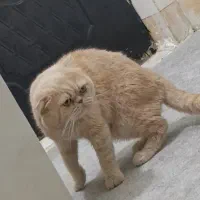 گربه|گربه|اهواز, کمپلو جنوبی|دیوار