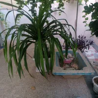 گل طبیعی خیلی بزرگ|گل و گیاه طبیعی|اصفهان, باغ فدک|دیوار