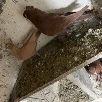 معاوضه نخواهم داشت