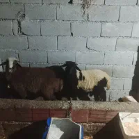 دوعددبره