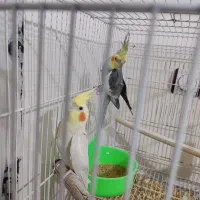 عروس هلندی نر