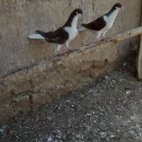 کبوتر رنگی