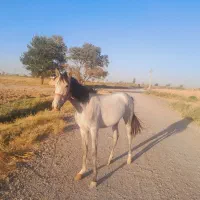 یک راس کره اسب ترکمن