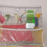 ی جفت مرغ عشق برای فروش
