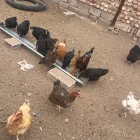 مرغ تخمگذار نژادگلپایگان