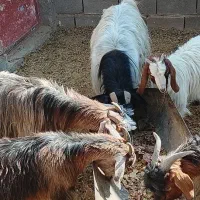 ۲ عددبزابست|حیوانات مزرعه|شاهرود, |دیوار