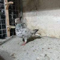 هفت رنگ دم سفید