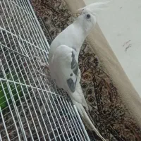 عروس هلندی سخنگو|پرنده|آبیک, |دیوار