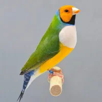 فنچ گولدین
