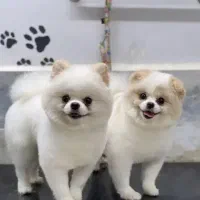 خرسی منحصر ب فرد کمیاب|سگ|فردیس, دهکده|دیوار