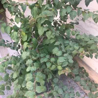 دوعدد درختچه بنسای گل طبیعی کاغذی خیلی بزرگ|گل و گیاه طبیعی|تهران, ستارخان|دیوار