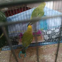 یک جفت طوطی برزیلی ۲ ماهه