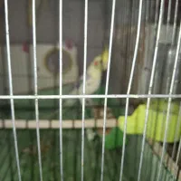 فروش یک عدد عروس هلندی|پرنده|بندر کنگان, |دیوار