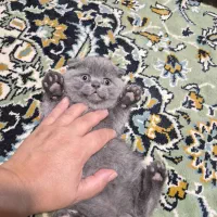 نزاد اسکاتیش بلو