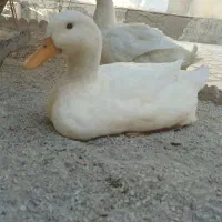 یه جفت اردک نر و ماده