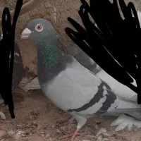 کفتر پلاکی|پرنده|قنوات, |دیوار