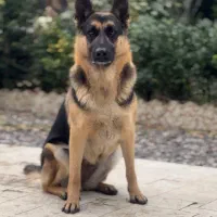 توله ژرمن|سگ|رشت, بلوار گیلان|دیوار