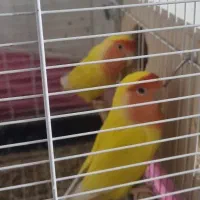 کوتوله برزیلی مولد