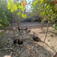 بوقلمون|حیوانات مزرعه|آفتاب, |دیوار