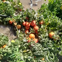 گورجه خالس گوشتی ربی منطقه فریمان با آب قنات|خوردنی و آشامیدنی|مشهد, هفده شهریور|دیوار