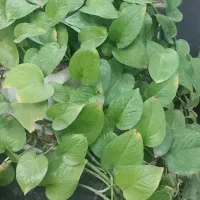 اجاره-اتاق-بازار-مولوی-کارمند-دانشجو-اقا