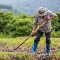 کارگر برای پیاز میخوایم
