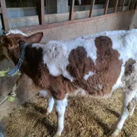 گاو با گوساله نر