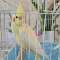 فروش پرنده