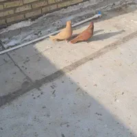 کفتر سرخ وزرد... همراه یه جوجه سرخ