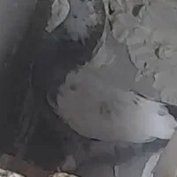 کبوتر رفتنی