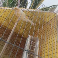 قناری نر ماده|پرنده|قصرشیرین, |دیوار