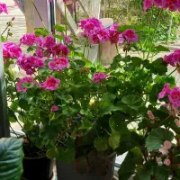 گل شمعدانی بزرگ