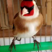 سهره نقابدار