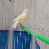 فروش قناری موزاییکی نر و ماده