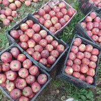 سیب قرمز استخوانی ،طالقان