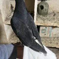 دم سفید هفترنگ خطی قفس جفتگاه چپ خوشرنگ|پرنده|قزوین, |دیوار