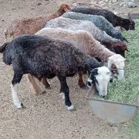 پشم زنی گوسفند دانه‌ای 85