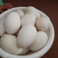 تخم غاز نطفه دار