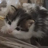 واگذاری بچه گربه